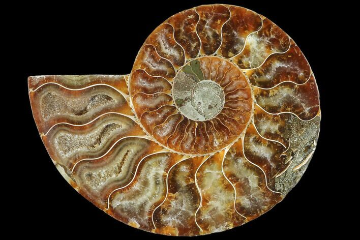 Agatized Ammonite Fossil (Half) - Madagascar #103087